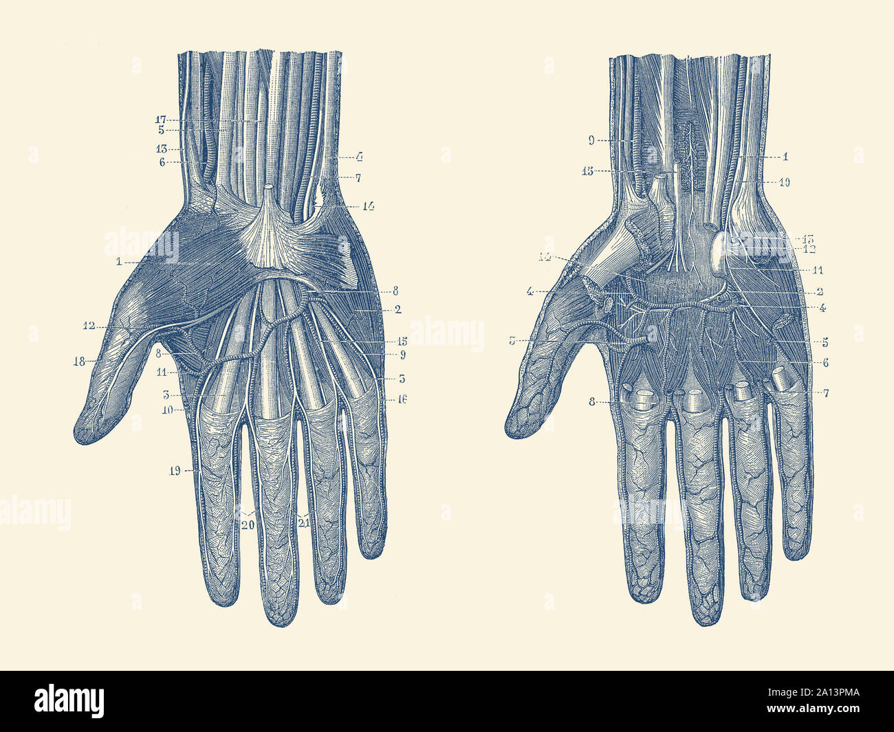 Dual view of the human hand, showcasing the muscles, bones and veins throughout. Stock Photo
