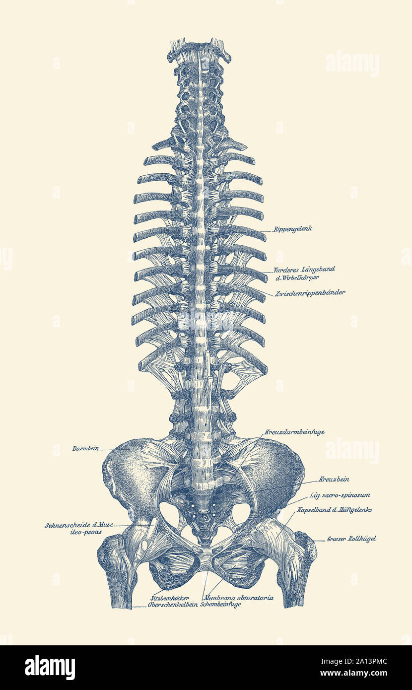 Vintage diagram of the spine and pelvis within a human body labeled in german. Stock Photo