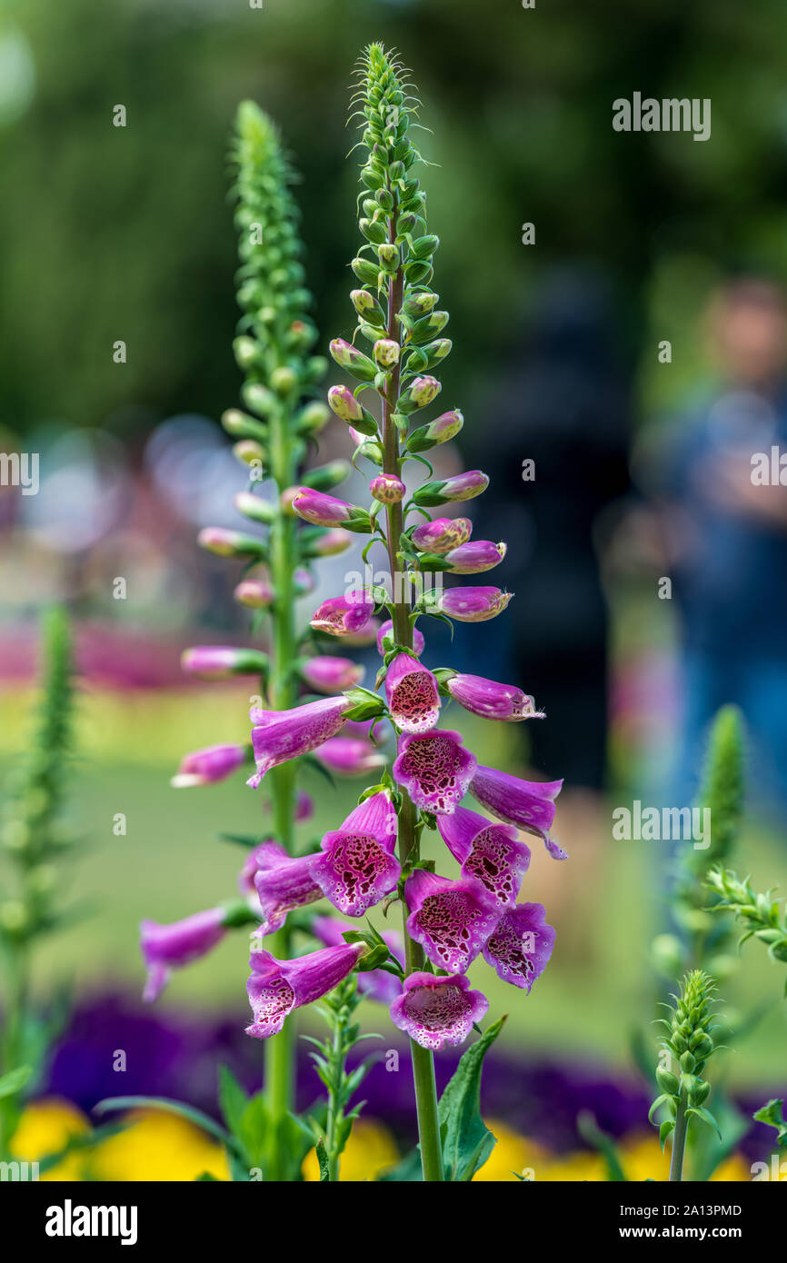 Purple lupine flower Stock Photo