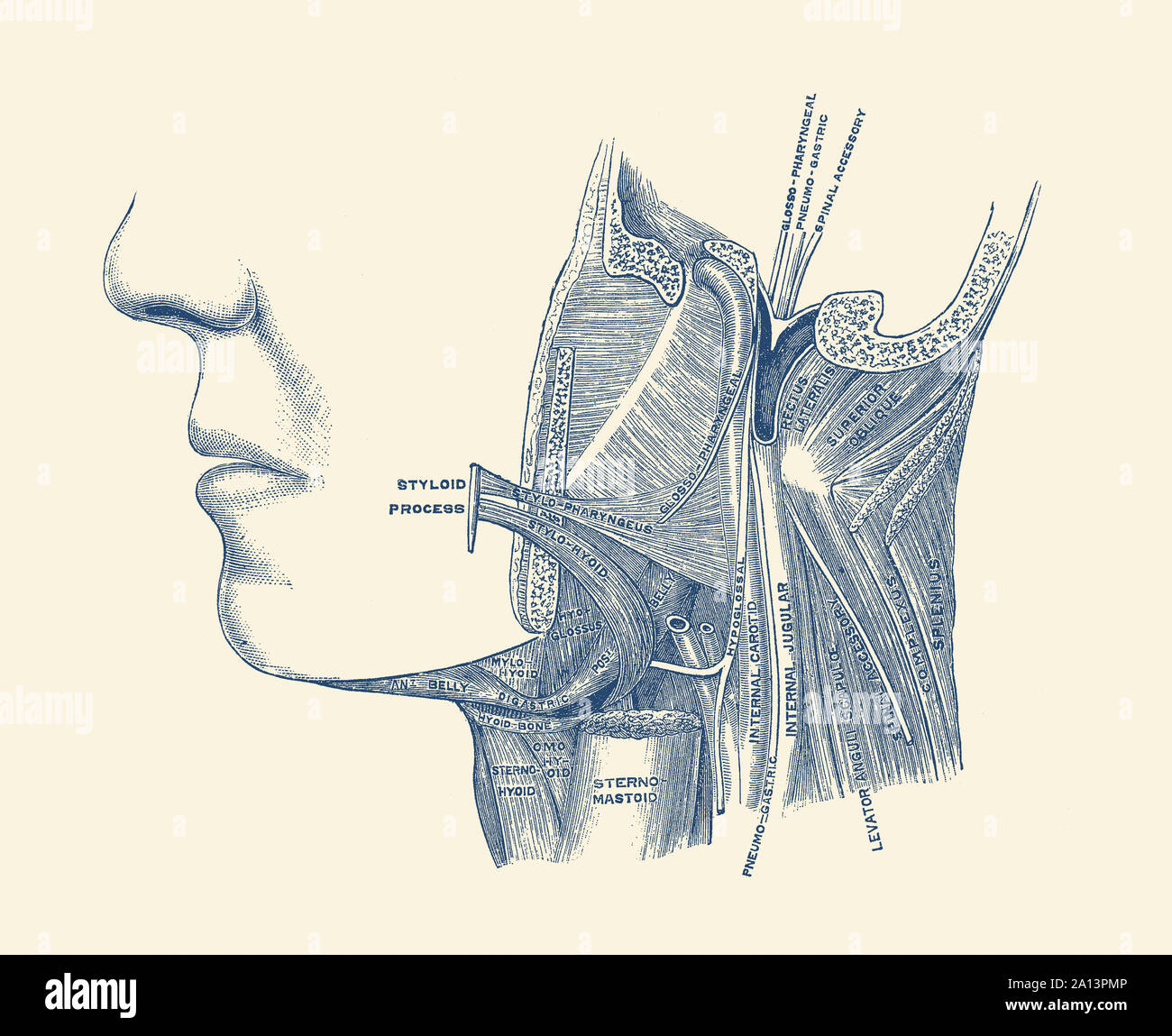 30 Label The Muscles In The Following Illustration - Labels Design