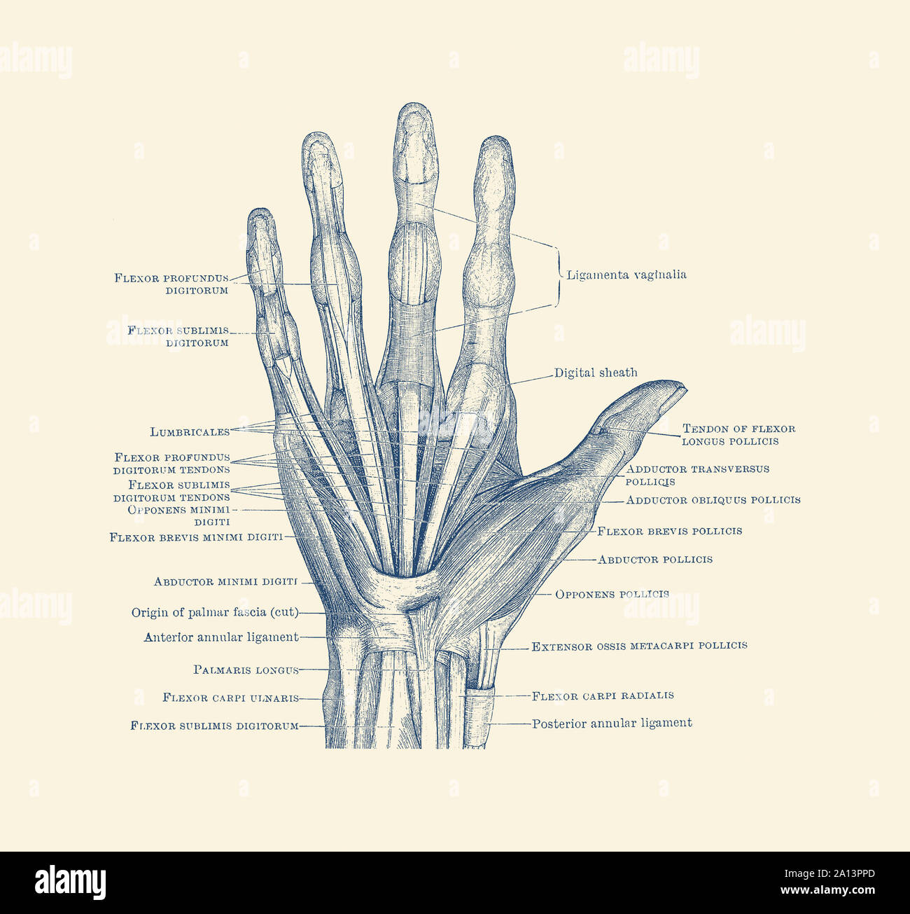 Diagram depicting the bones, ligaments and muscles throughout the hand and fingers. Stock Photo