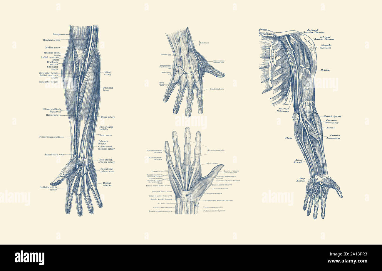 Multi-view diagram showcasing ligaments, muscles and veins throughout hand, arm and fingers. Stock Photo