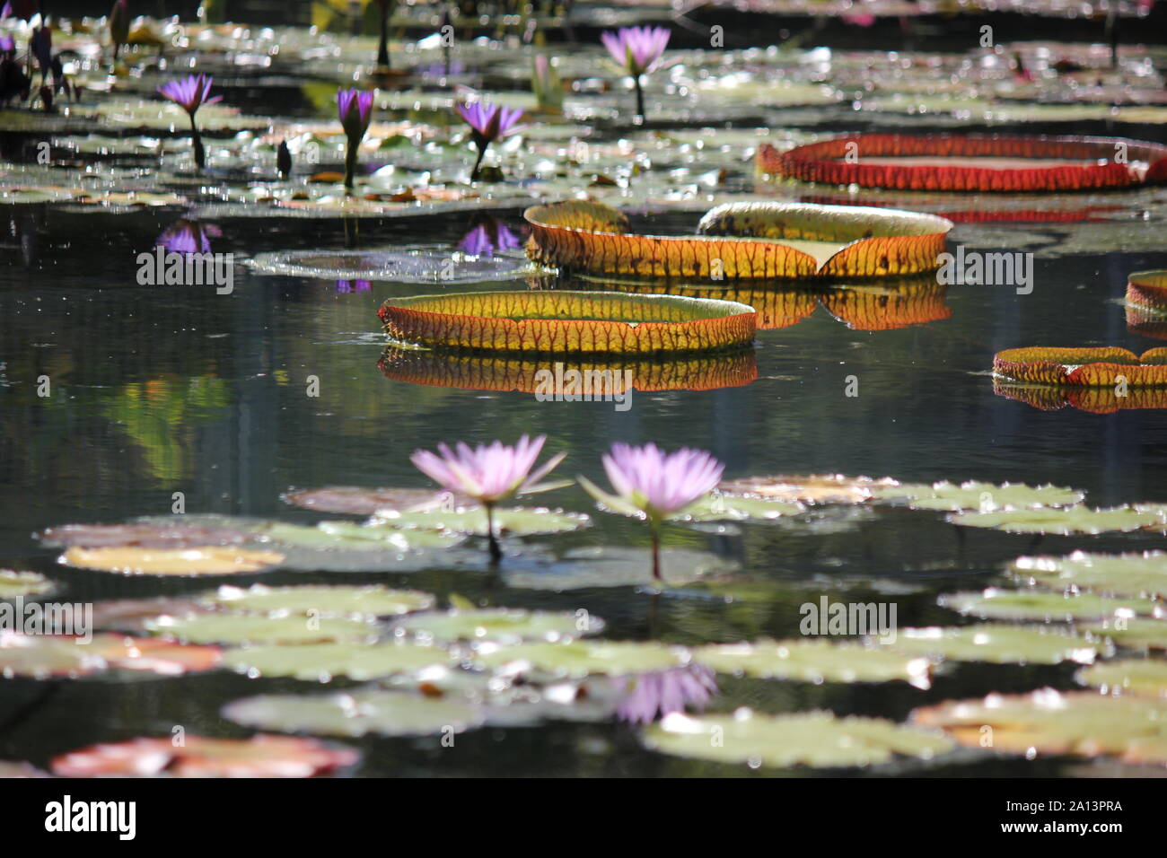 Green giant water lily pads growing in the pond, Victoria, Nymphaeaceae, Victoria amazonica, Euryale amazonica, Victoria regia Stock Photo