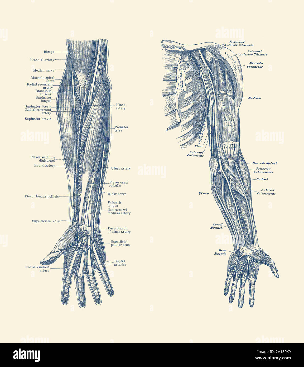 Dual-view diagram of the human arm and hand, showing ligaments, muscles and veins. Stock Photo
