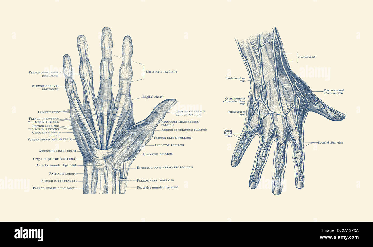 Dual-view diagram of the human hand, showcasing ligaments, muscles and veins. Stock Photo