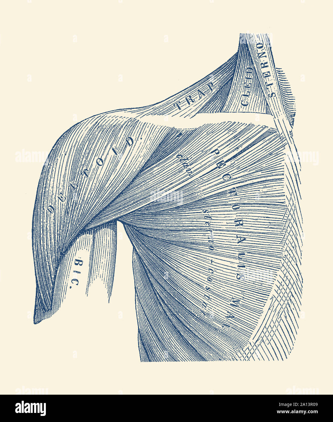 Vintage diagram of the muscles within the upper arm, shoulder, and neck. Stock Photo