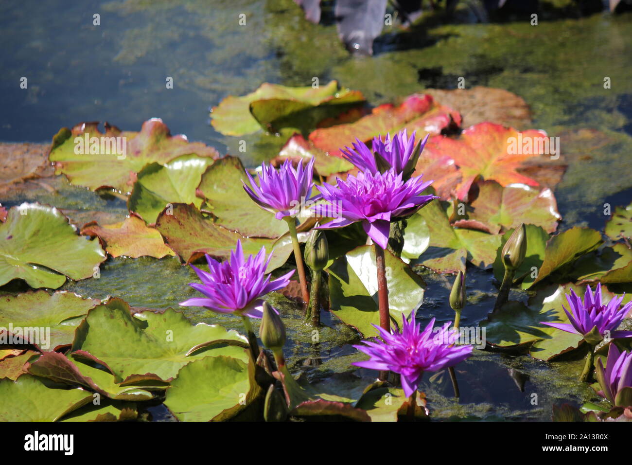 Beautiful water lily growing in a sunny summer water garden, Nymphaeaceae. Stock Photo