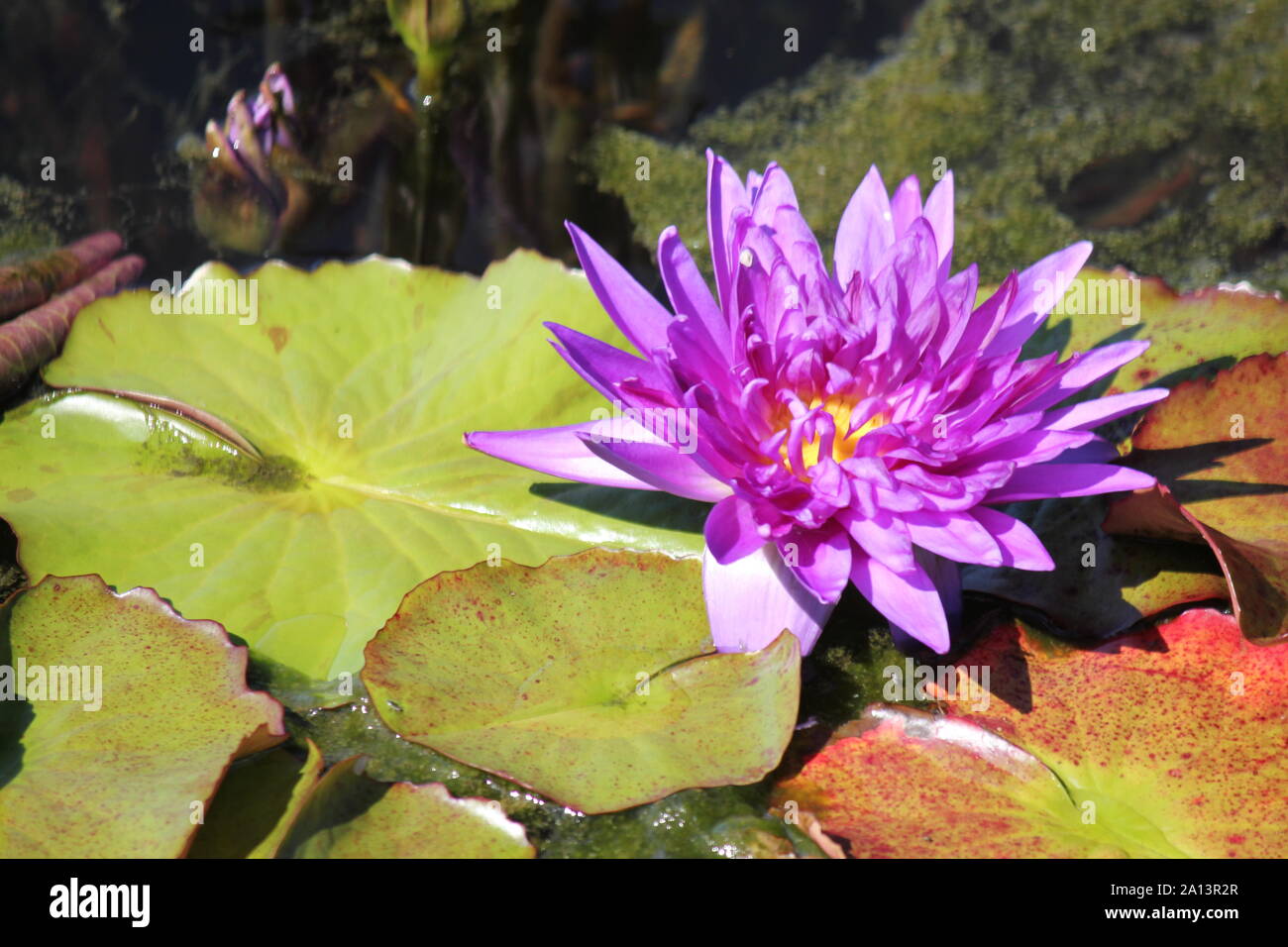 Beautiful water lily growing in a sunny summer water garden
