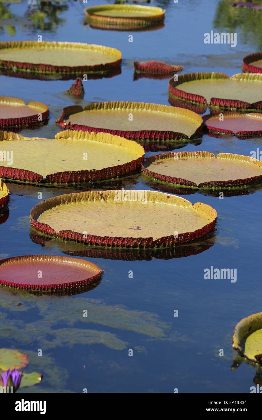 Green giant water lily pads growing in the pond, Victoria, Nymphaeaceae, Victoria amazonica, Euryale amazonica, Victoria regia Stock Photo