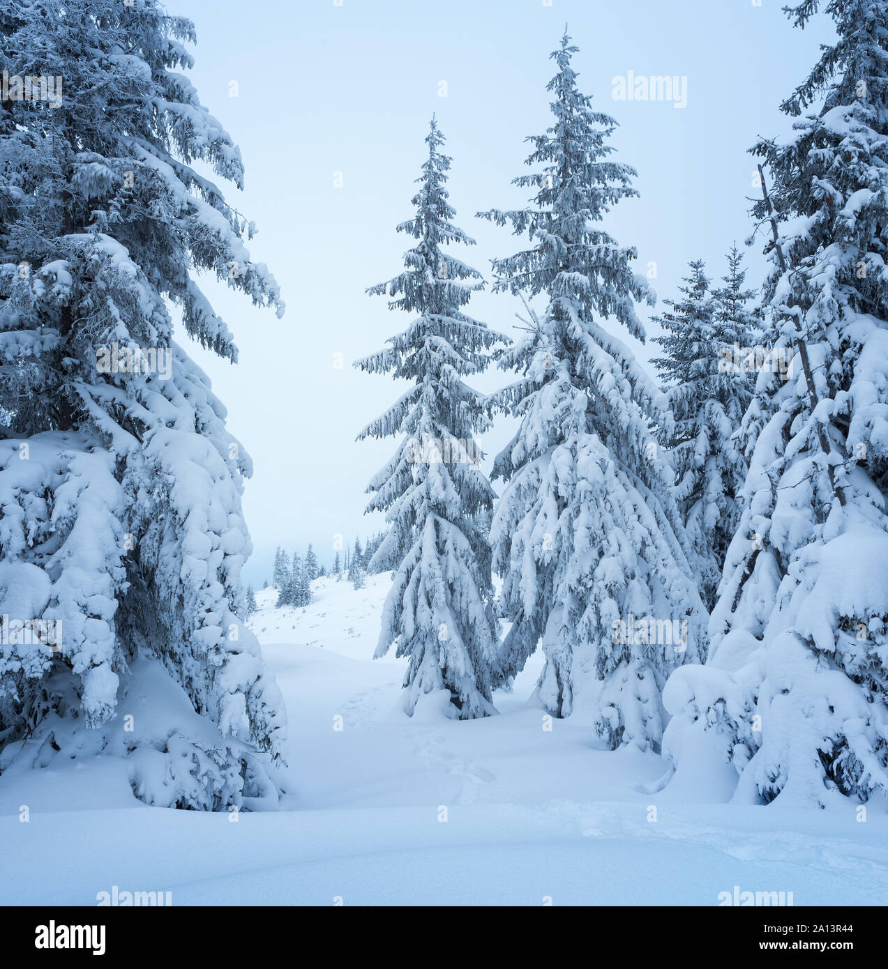 Winter forest. Christmas landscape with fir trees in the snow Stock Photo