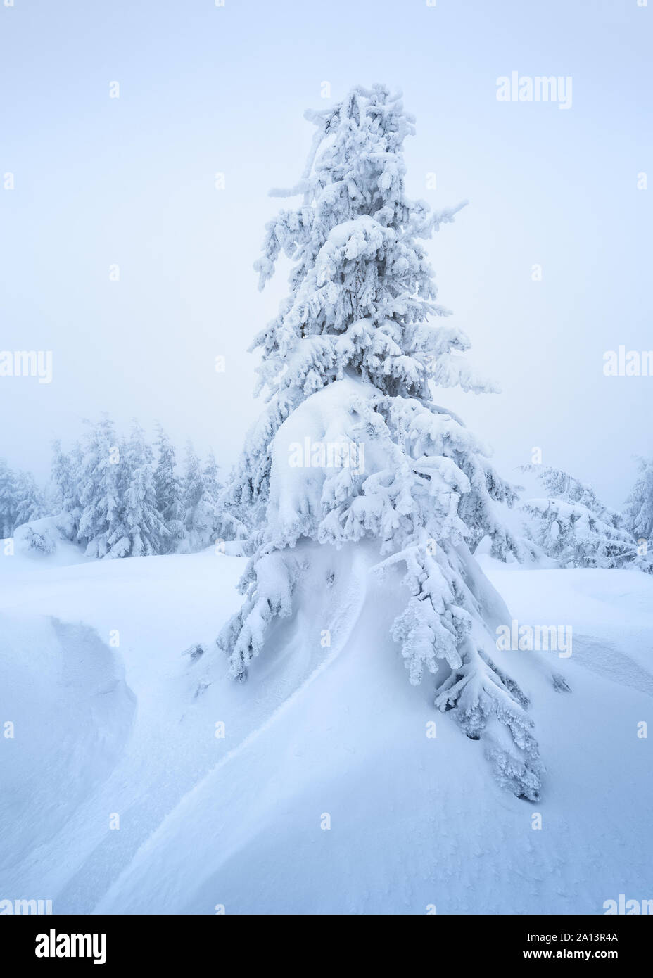 Christmas card with a winter landscape. Snow spruce in a snowdrift Stock Photo