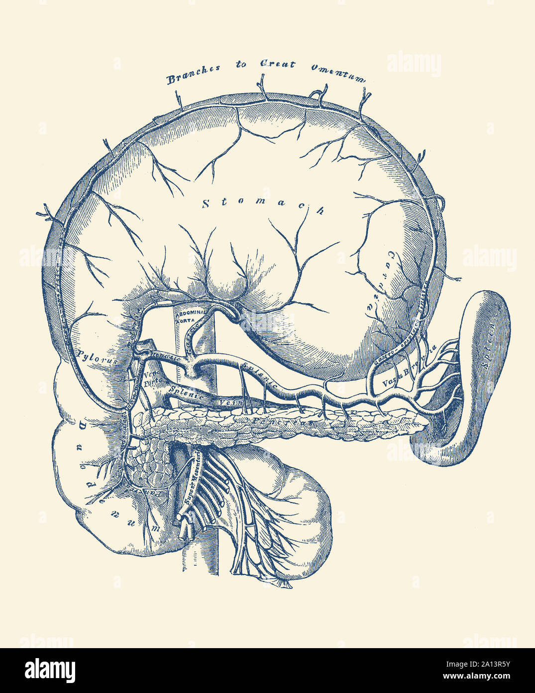 Vintage anatomy print features a diagram of the human stomach. Stock Photo