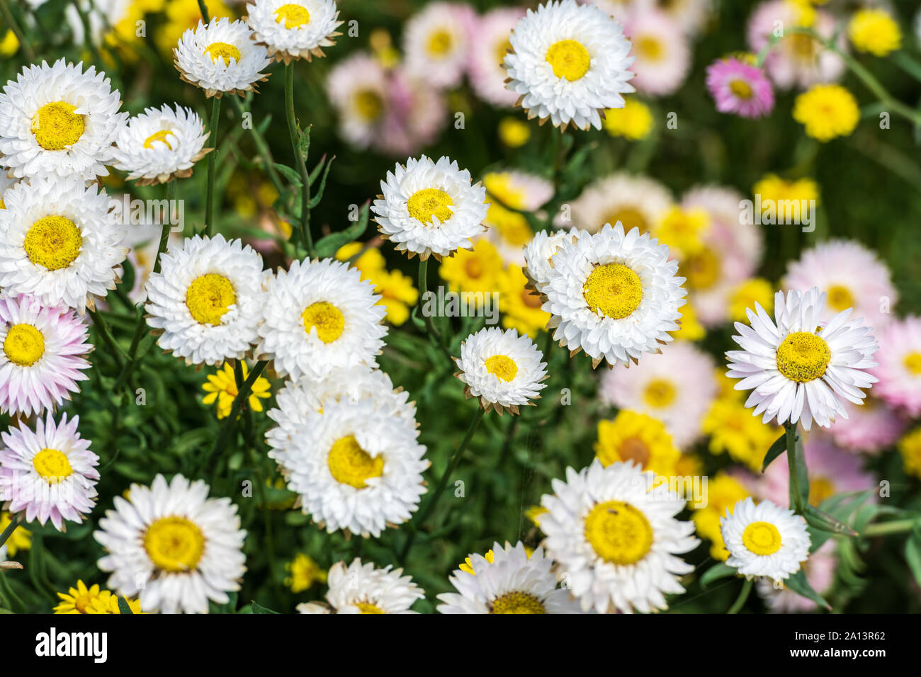 White chamomile flowers Stock Photo