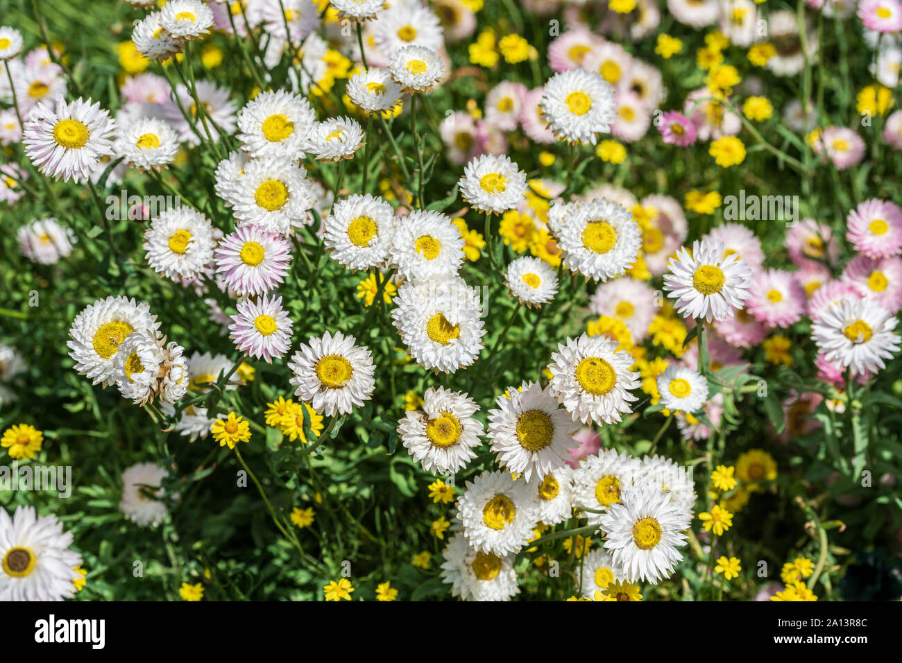 White chamomile flowers Stock Photo
