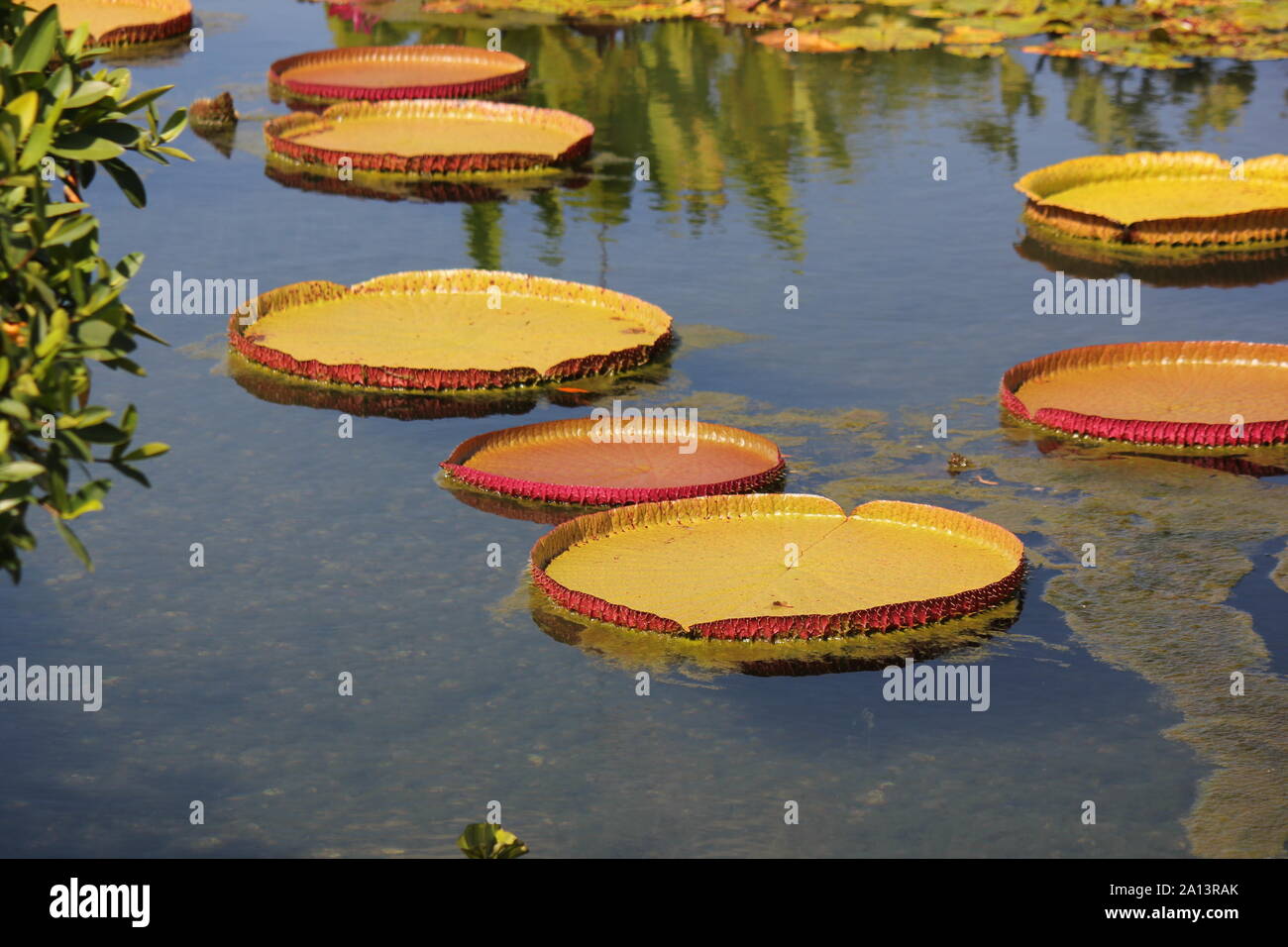 Green giant water lily pads growing in the pond, Victoria, Nymphaeaceae, Victoria amazonica, Euryale amazonica, Victoria regia Stock Photo