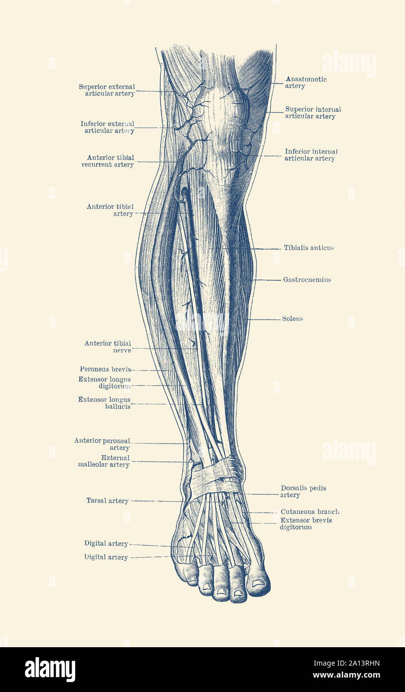Vintage anatomy print of the human leg, showcasing the veins and arteries. Stock Photo