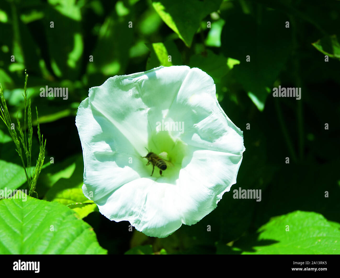 Pernicious Weed High Resolution Stock Photography and Images - Alamy
