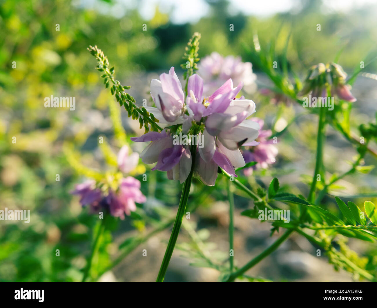 Vetch (Vicia sp.) in meadow on edge of forest, mountain meadows, climbing plants . Valley of river Pshish, Main Caucasian ridge Stock Photo