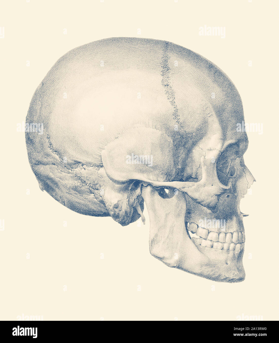 Vintage anatomy print features a side view of the human skull. Stock Photo