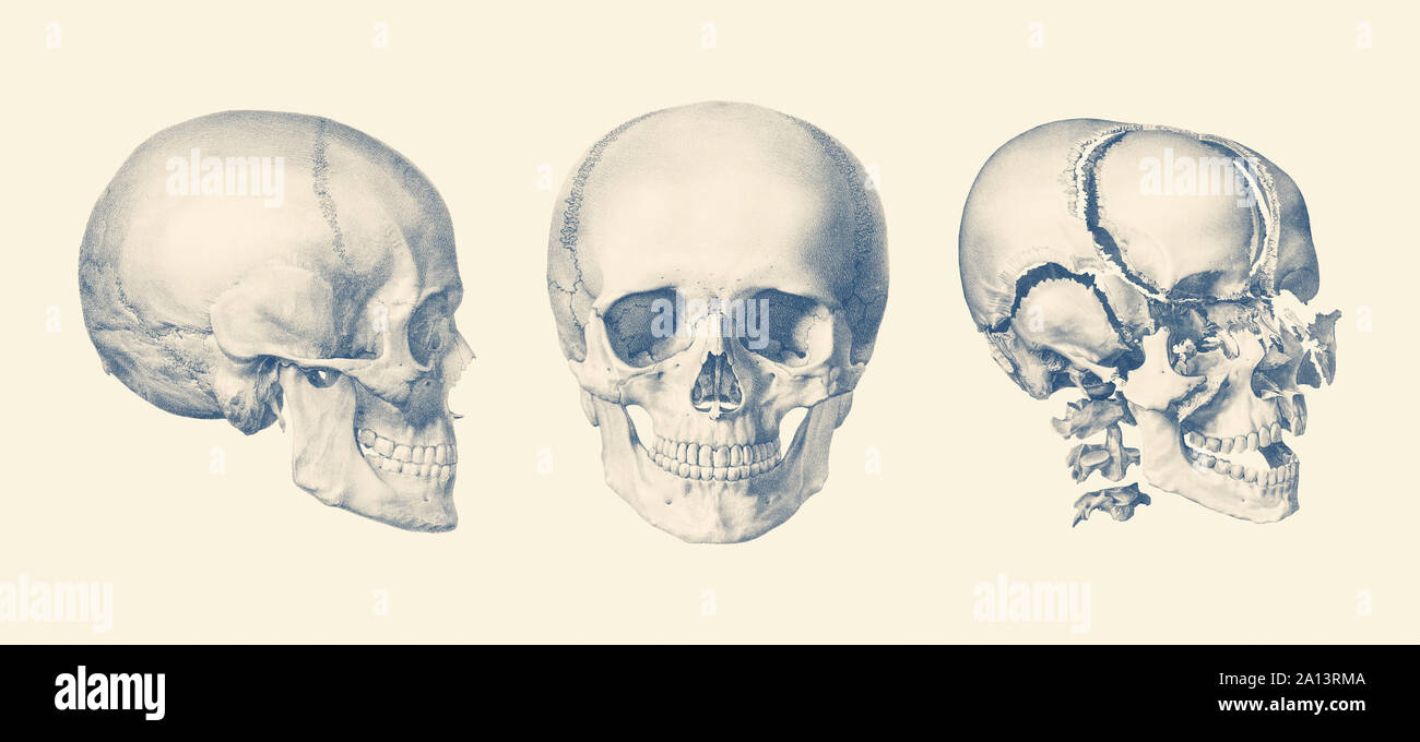 A multi view of the human skull, showing the bone breakdown. Stock Photo