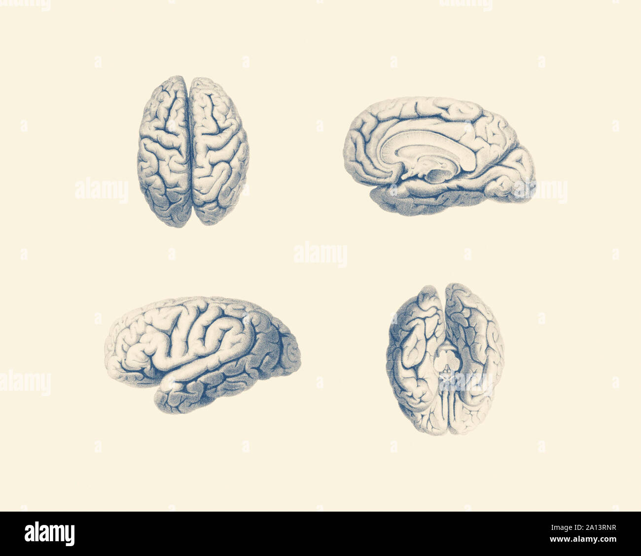Vintage anatomy print showing multiple viewpoints of the human brain. Stock Photo