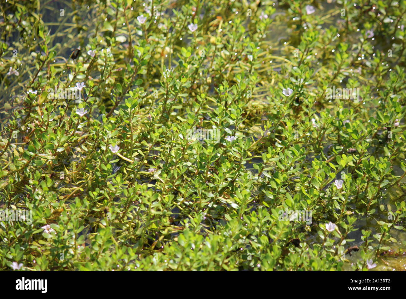 Water hyssop, Bacopa monnieri, floating and growing in a beautiful