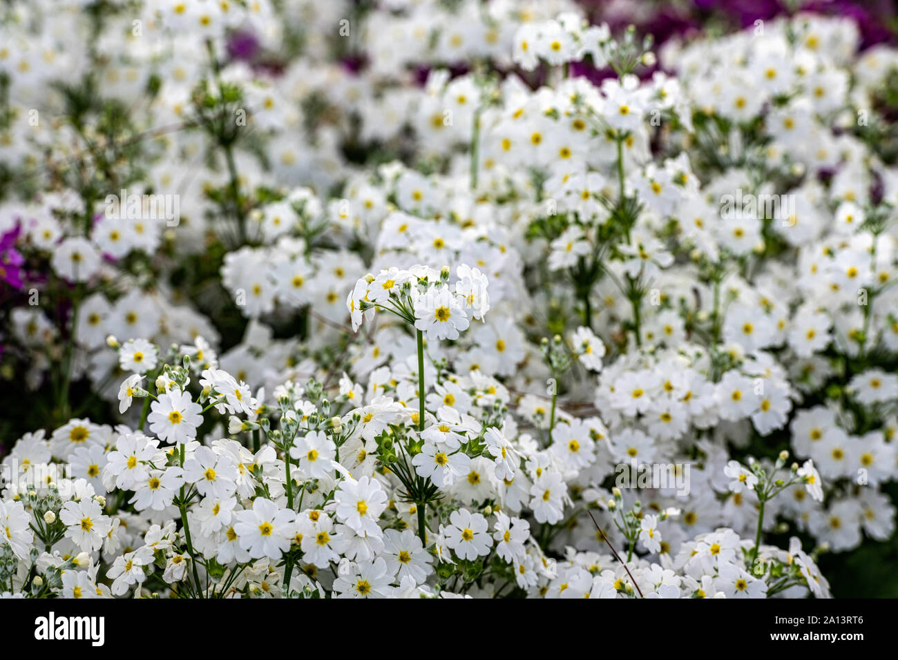Clusters of white flowers Stock Photo