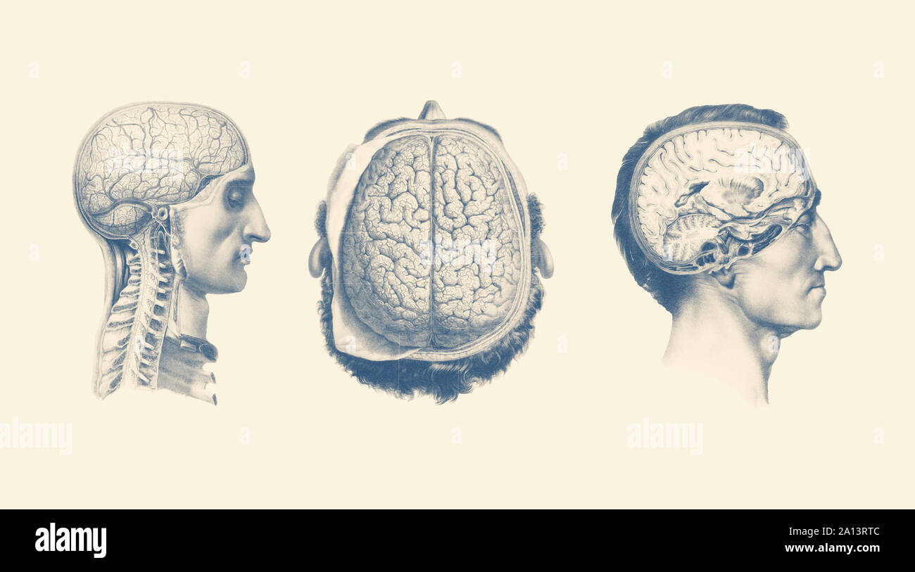 Vintage anatomy print showing multiple views of a maleâ€™s brain. Stock Photo