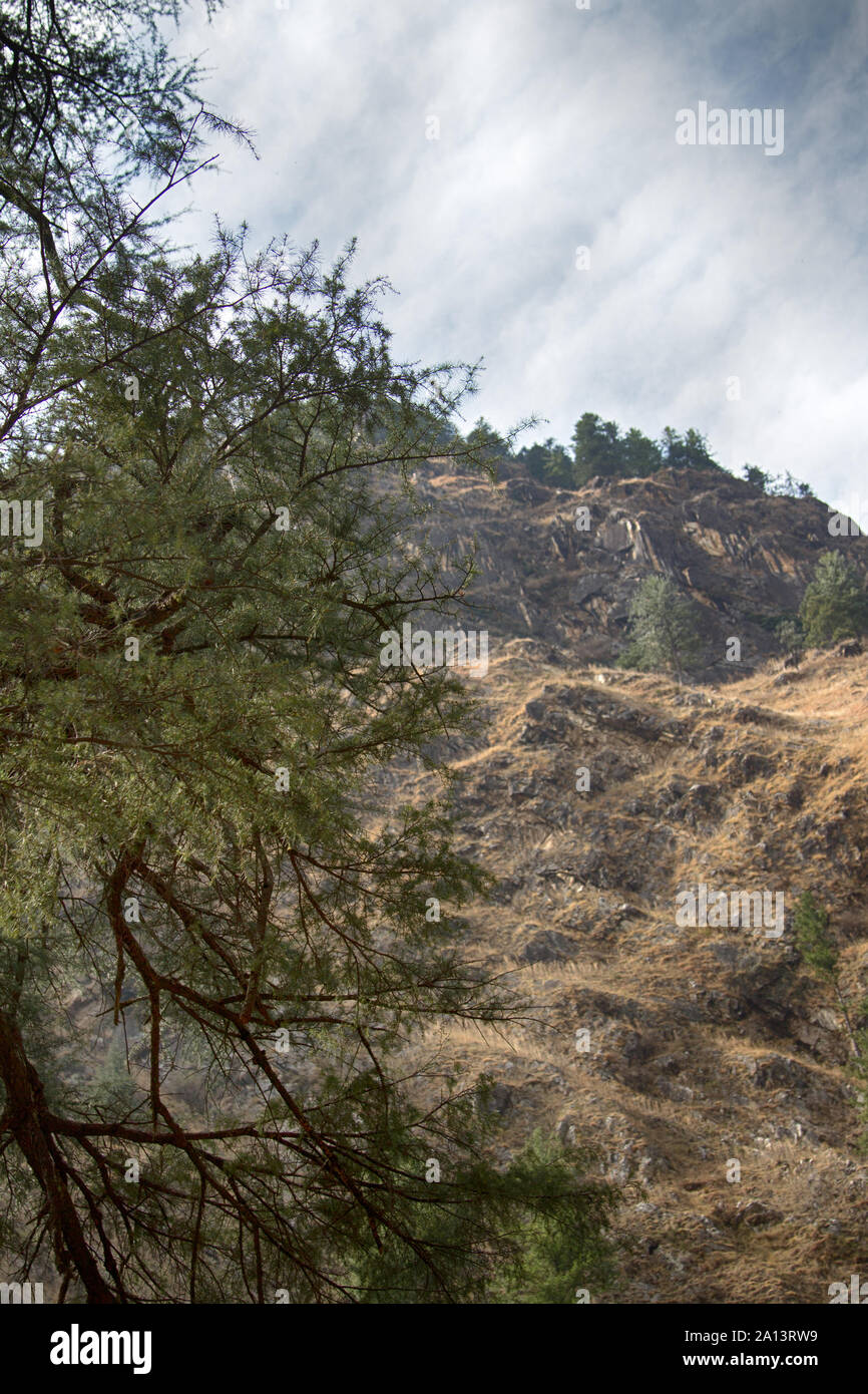 Pre-Himalayas forest consists of Himalayan cedar (deodar, Cedrus deodara). Coniferous deciduous forest on mountain slopes. India, mountains of Sivalik Stock Photo