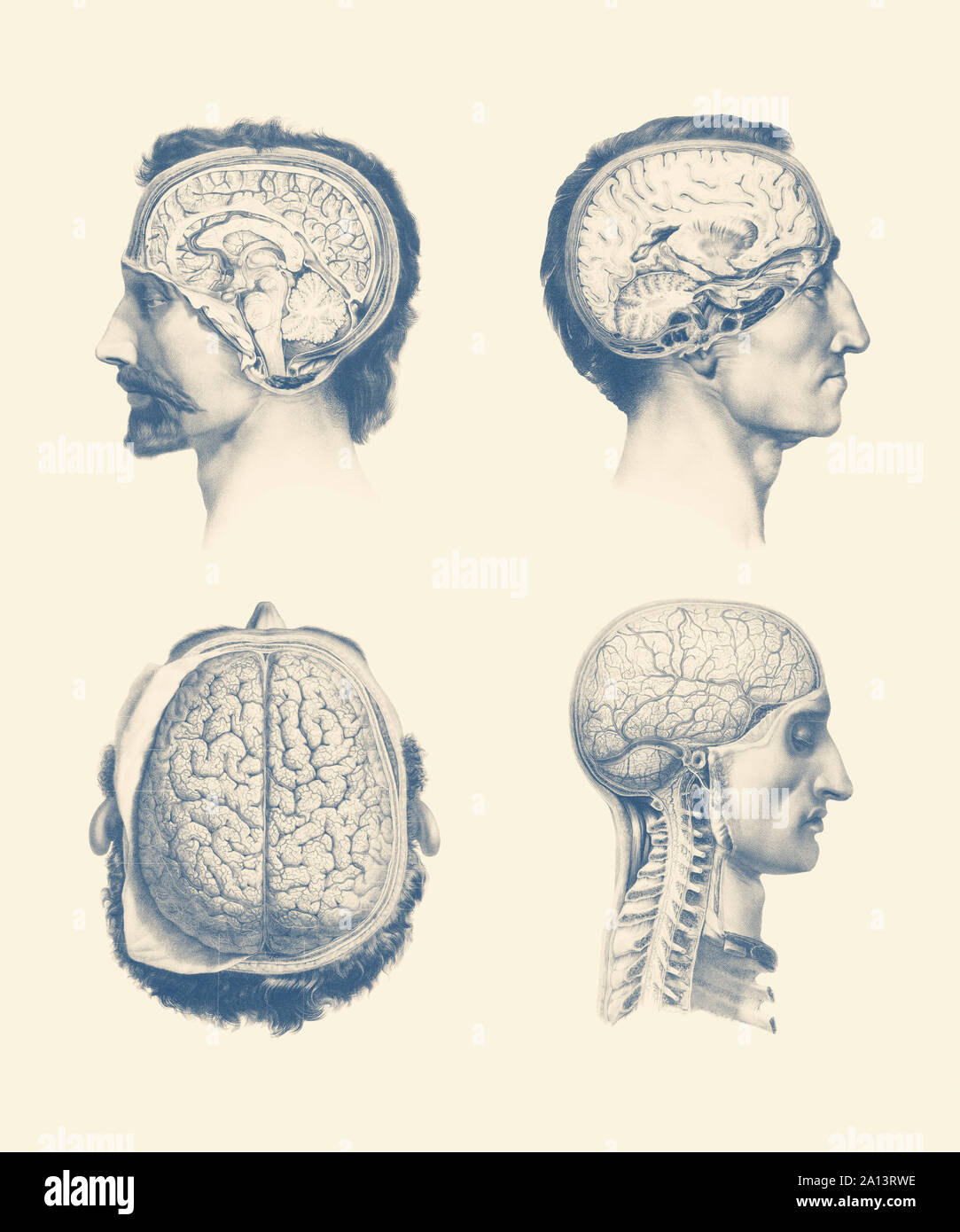 Multiple views of a maleâ€™s brain, showing the venous system, thalamus, cerebellum and spinal cord. Stock Photo