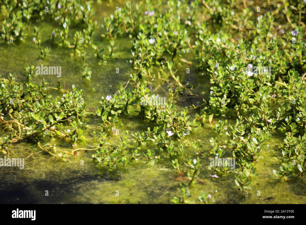 Water hyssop, Bacopa monnieri, floating and growing in a beautiful sunny summer water garden. Stock Photo