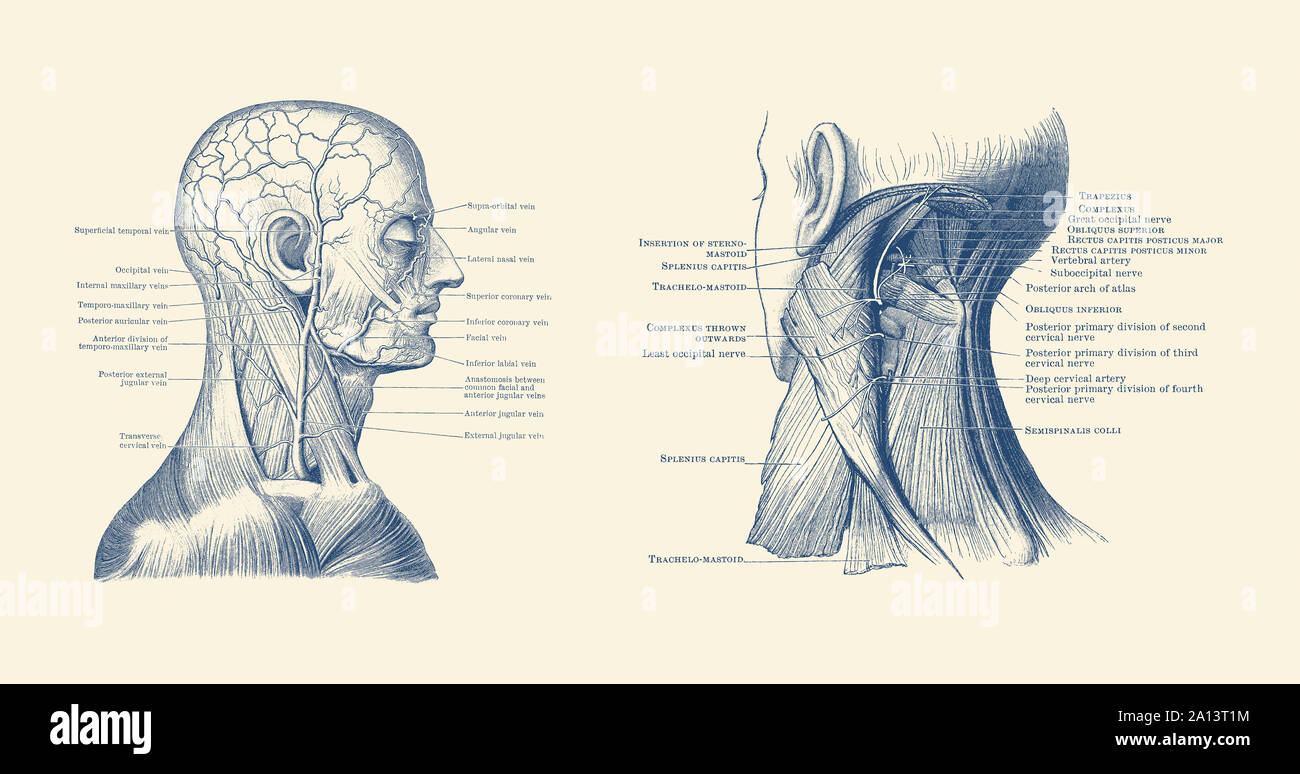 Dual view of the human head and neck, showcasing muscles and veins throughout. Stock Photo