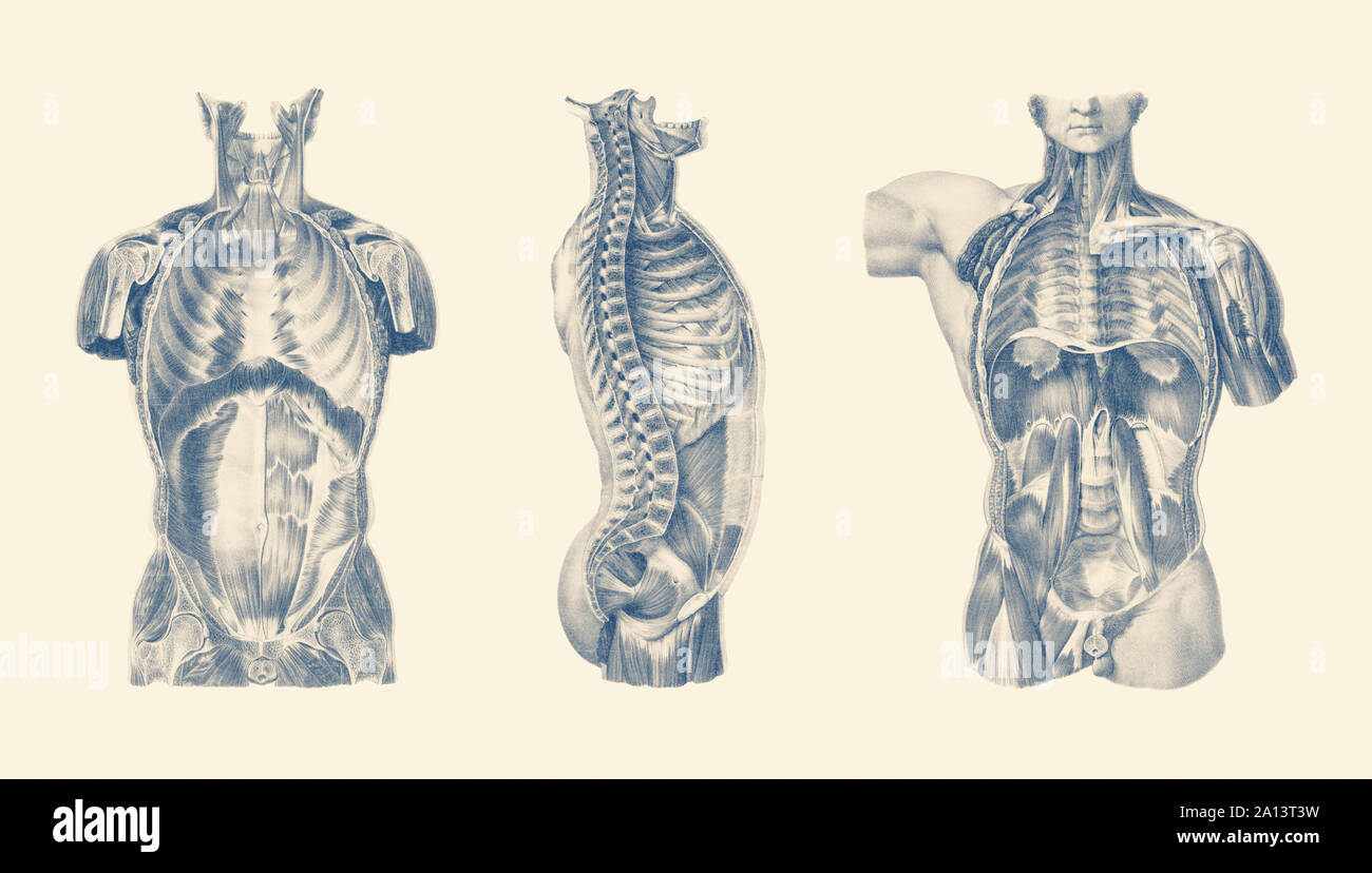 Vintage anatomy print showing the muscles in the torso from multiple views. Stock Photo