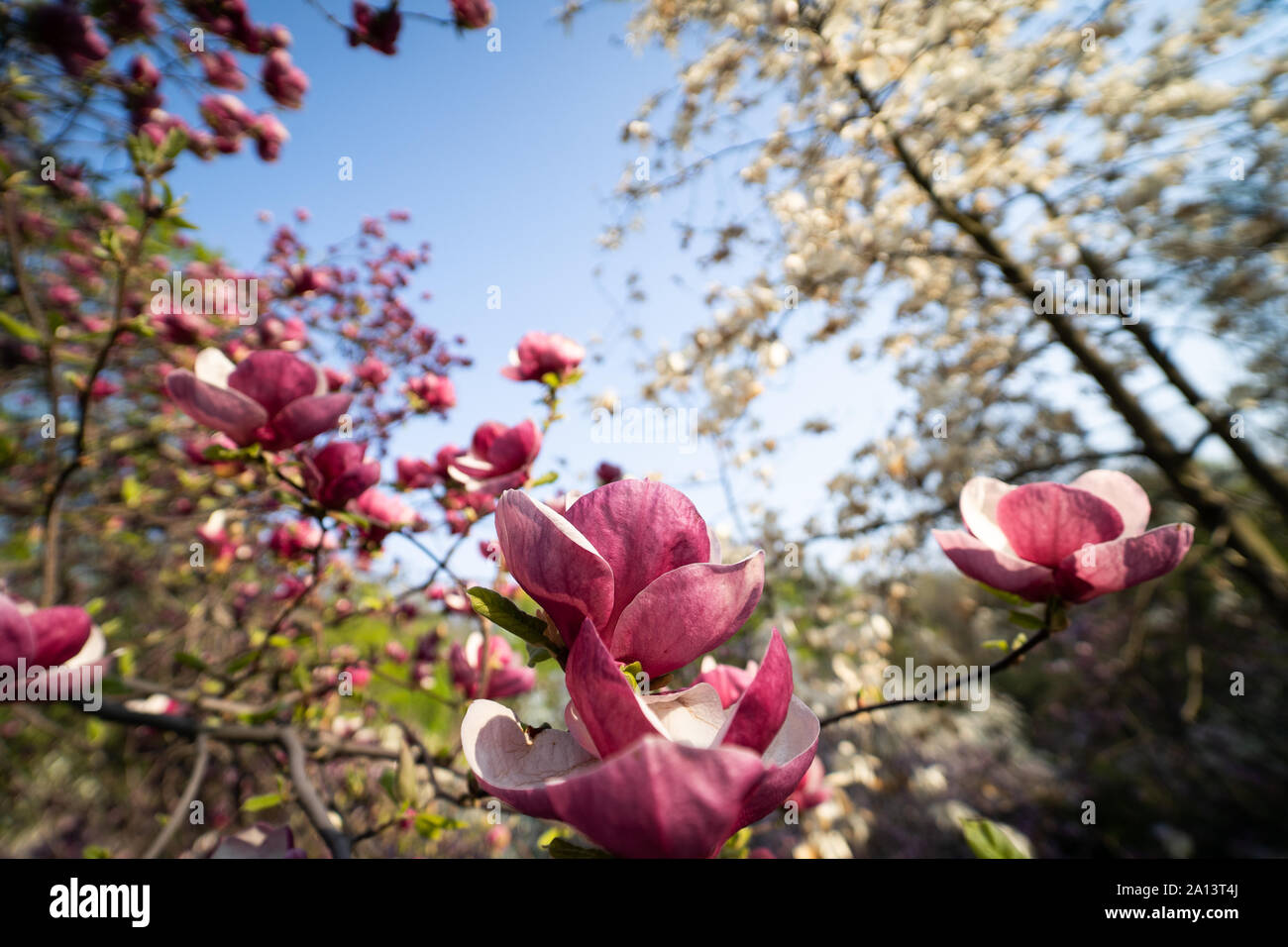 Flowers of pink magnolia. Magnolia tree blossom Stock Photo - Alamy