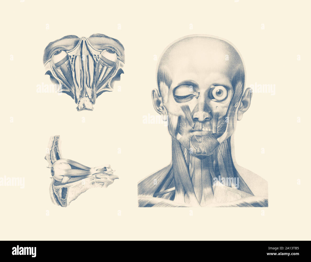 Vintage anatomy print showing multiple views of the human eyes. Stock Photo