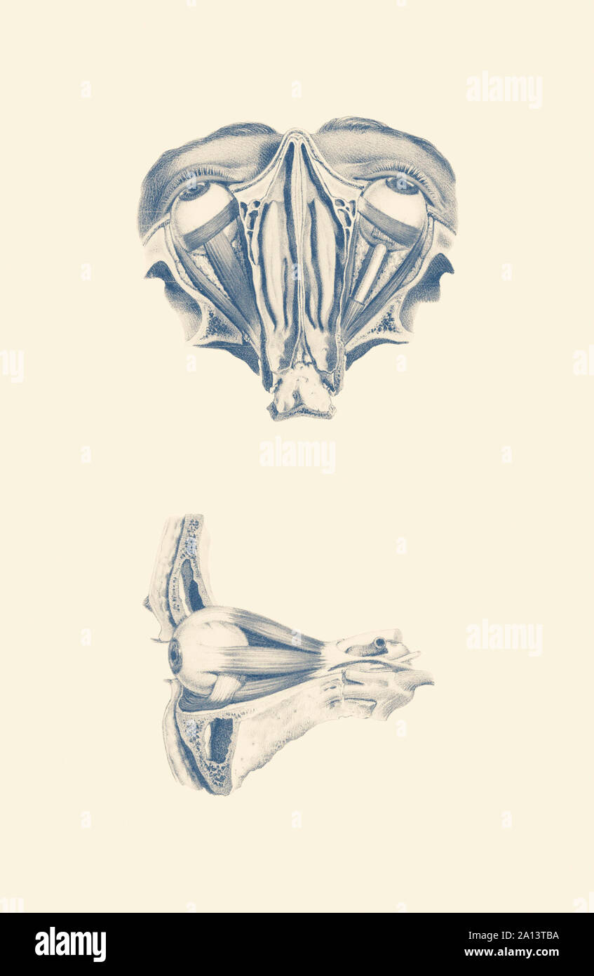 Vintage anatomy print showing a dual view of human eyes. Stock Photo