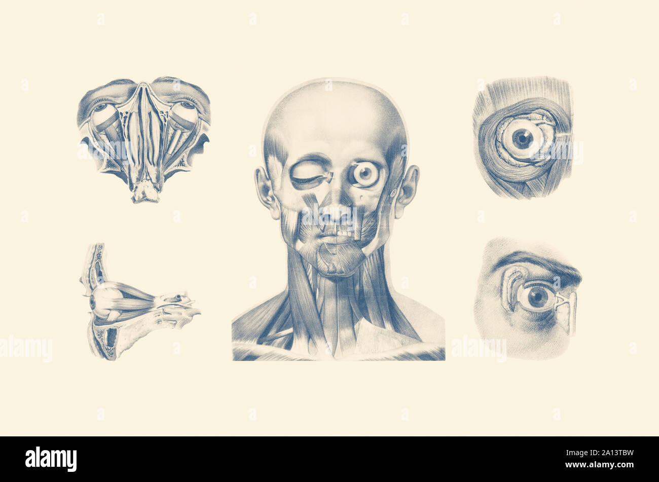 Vintage anatomy print showing multiple views of the human face and eyes. Stock Photo