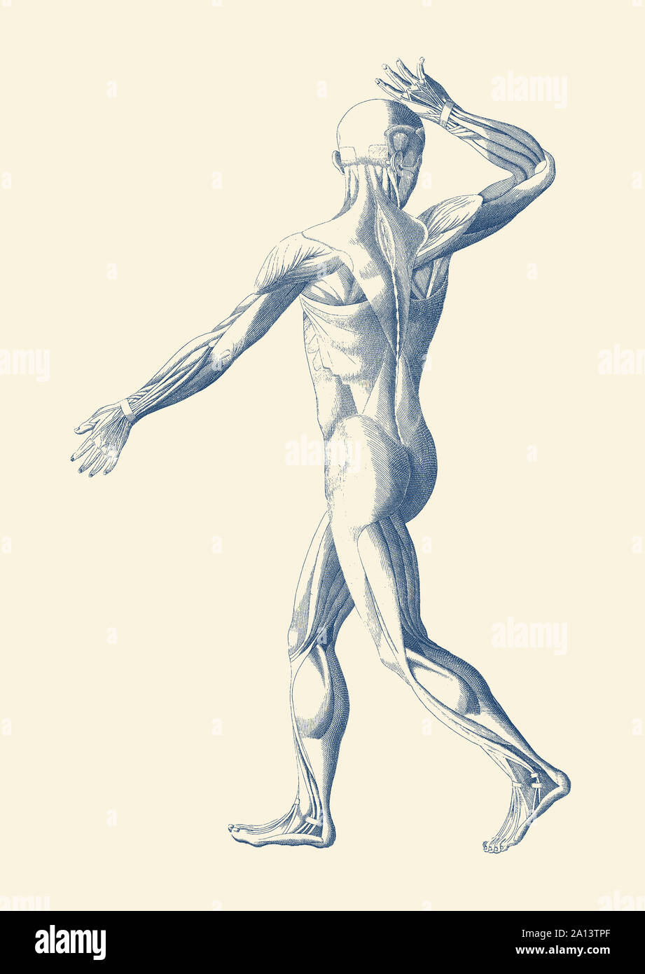 Горяев поясница. Анатомия шагающего человека. Мышцы рисунок. Мускулатура рисунок. Мускулы рисунок акварель.