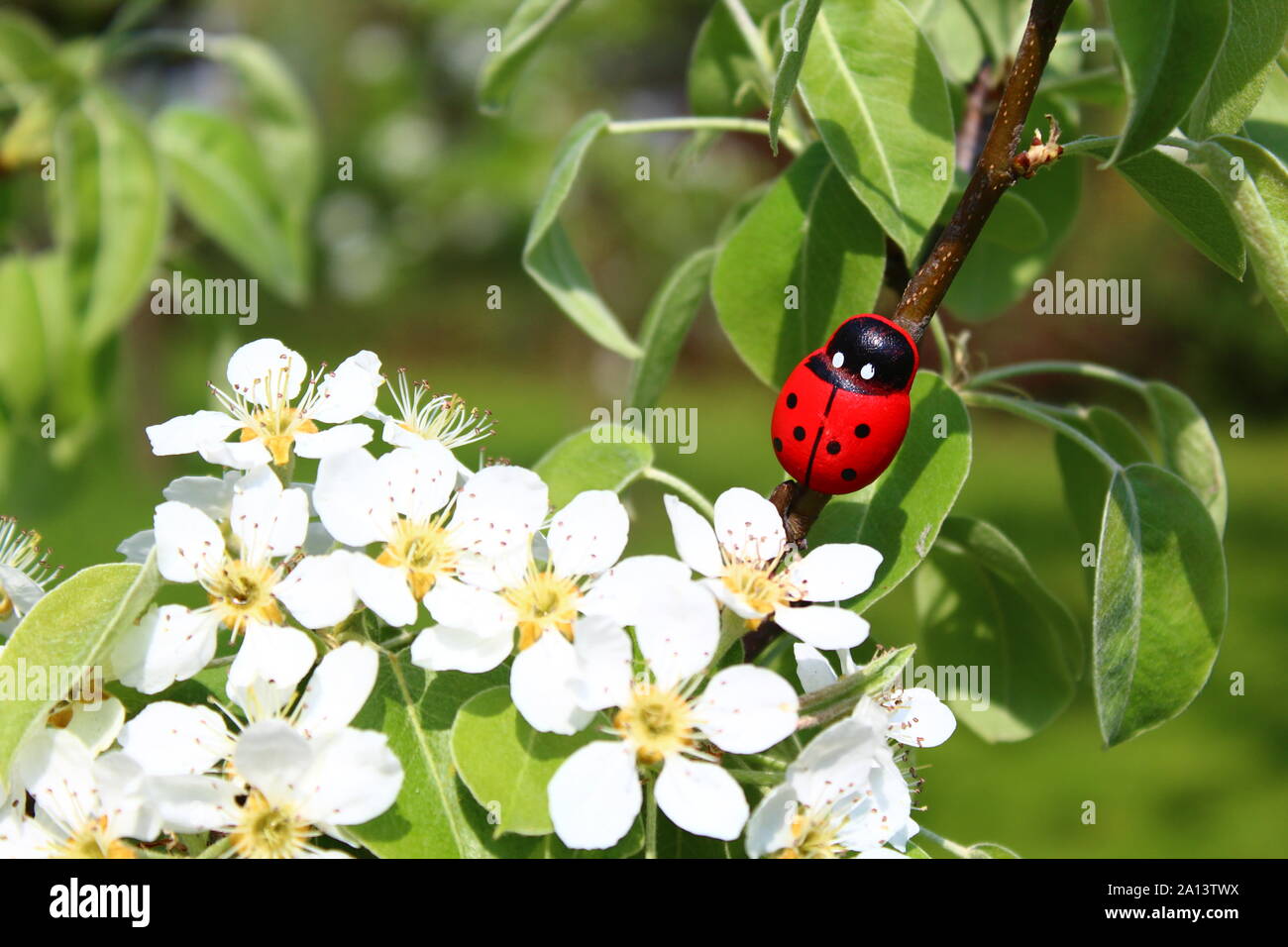 The picture shows a ladybug in a blooming pear tree Stock Photo - Alamy