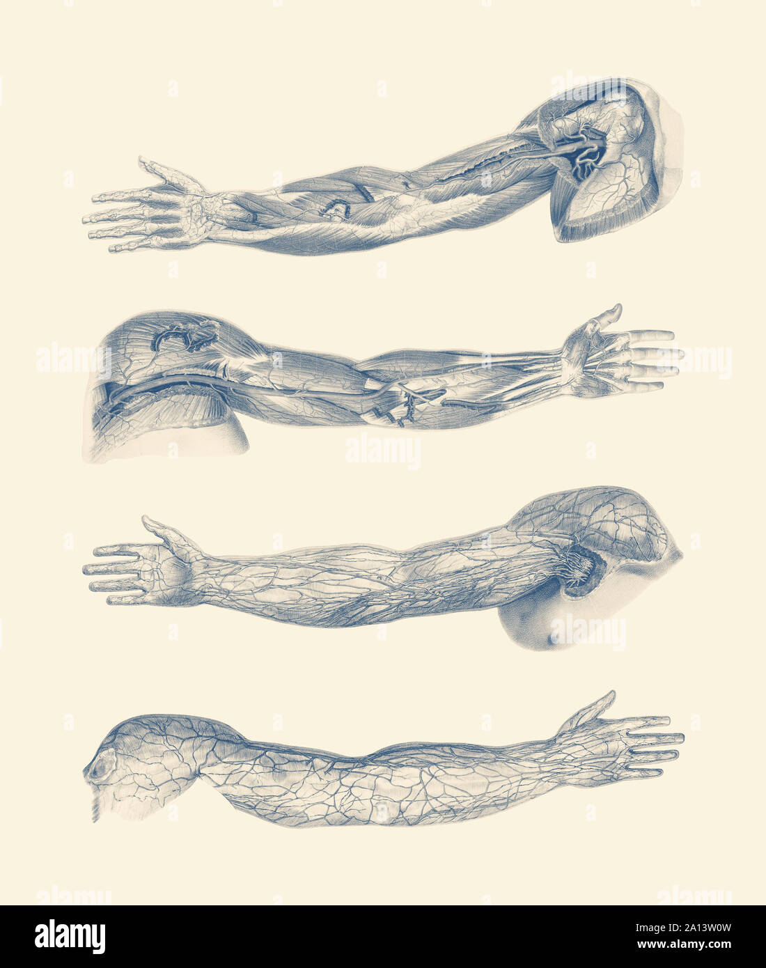A quad-view diagram of the human arm and hand, showcasing ligaments, muscles and veins. Stock Photo