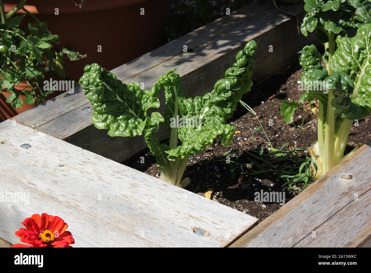 Swiss Chard growing in a small urban garden, silver beet, perpetual