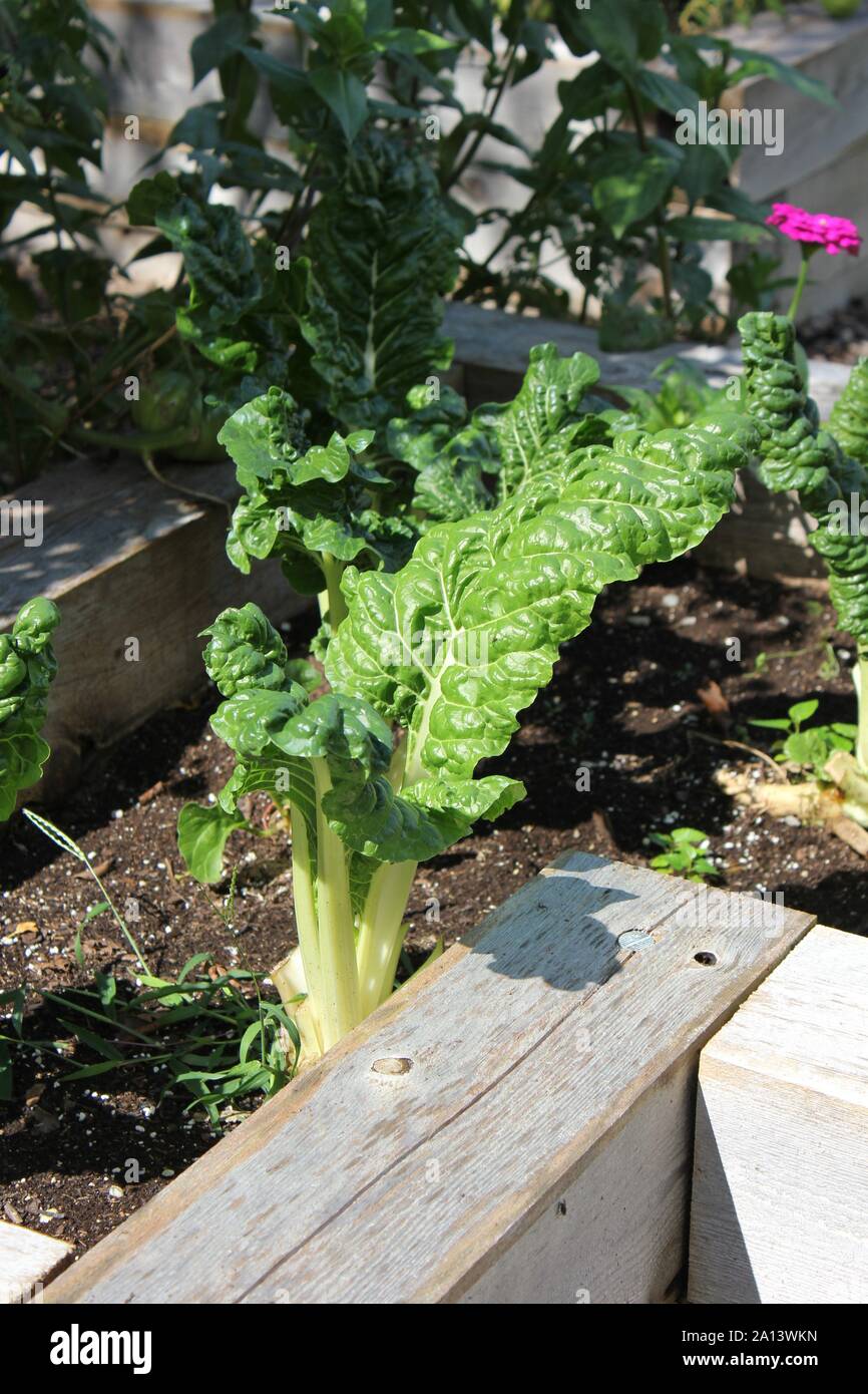 Swiss Chard growing in a small urban garden, silver beet, perpetual
