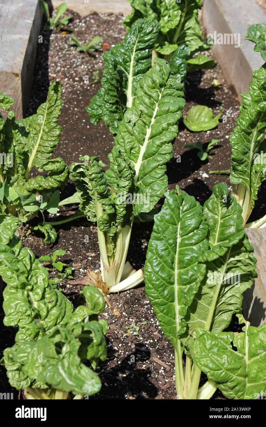 Swiss Chard growing in a small urban garden, silver beet, perpetual