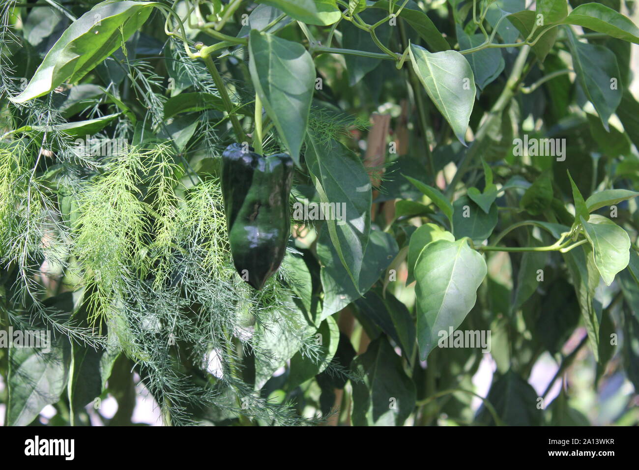Green pepper growing on the vine Stock Photo Alamy