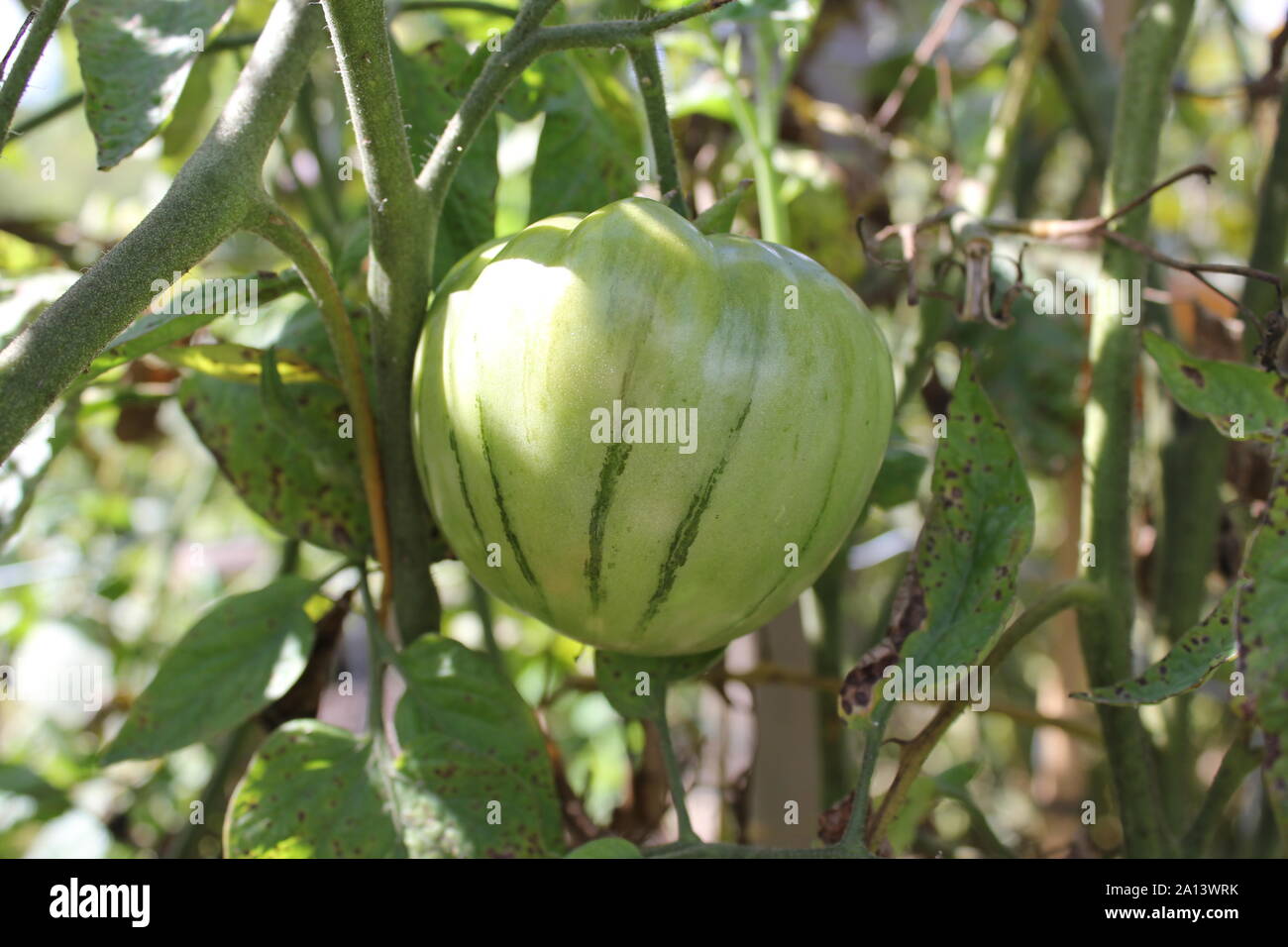 Fresh green heirloom tomatoes growing on the vine in a vegetable garden ...