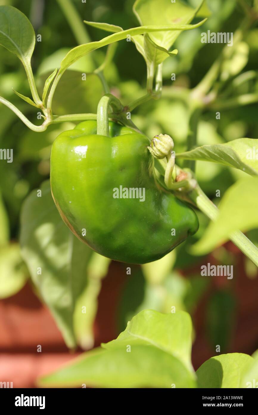 Green pepper growing on the vine Stock Photo Alamy