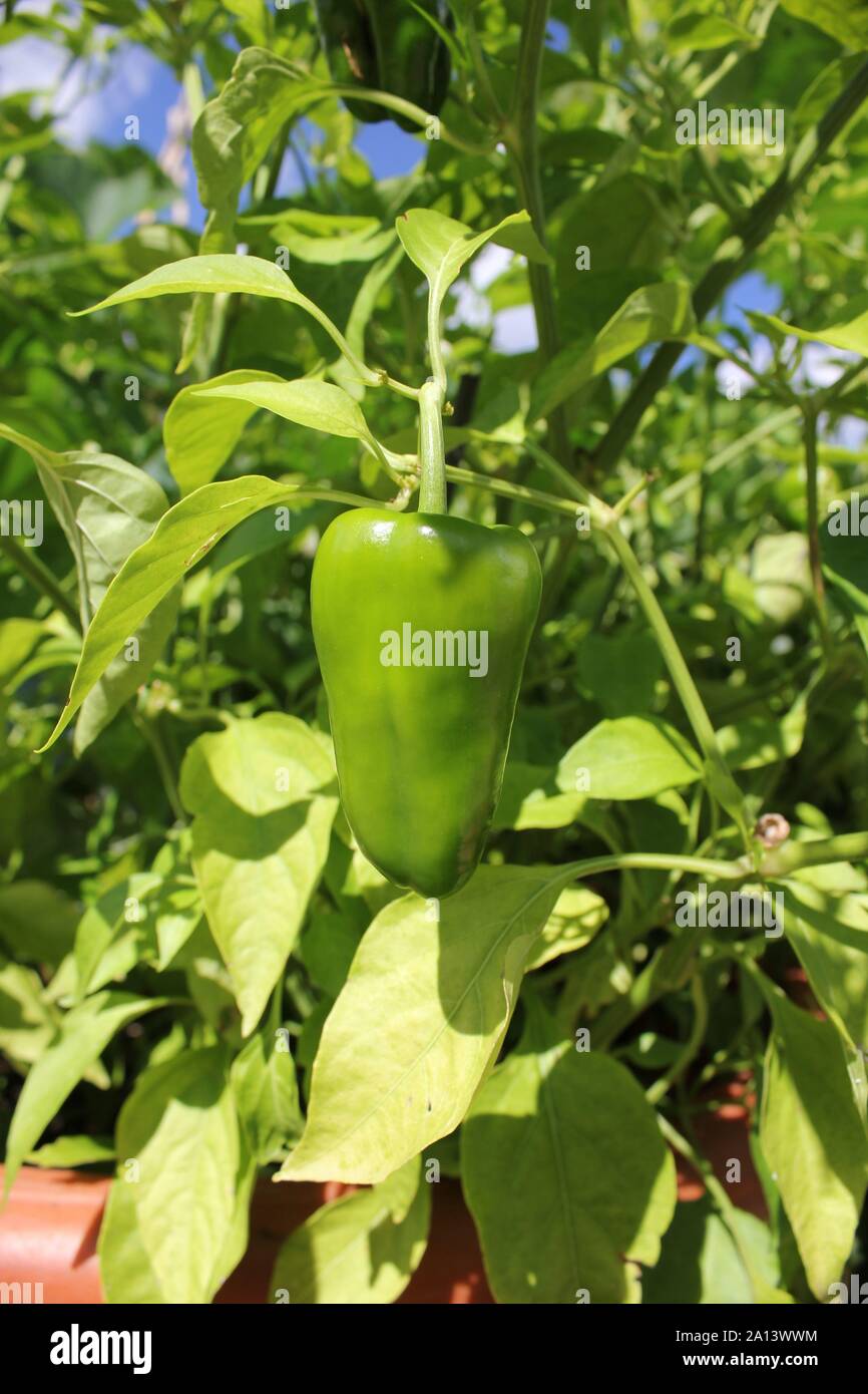 Green pepper growing on the vine Stock Photo Alamy