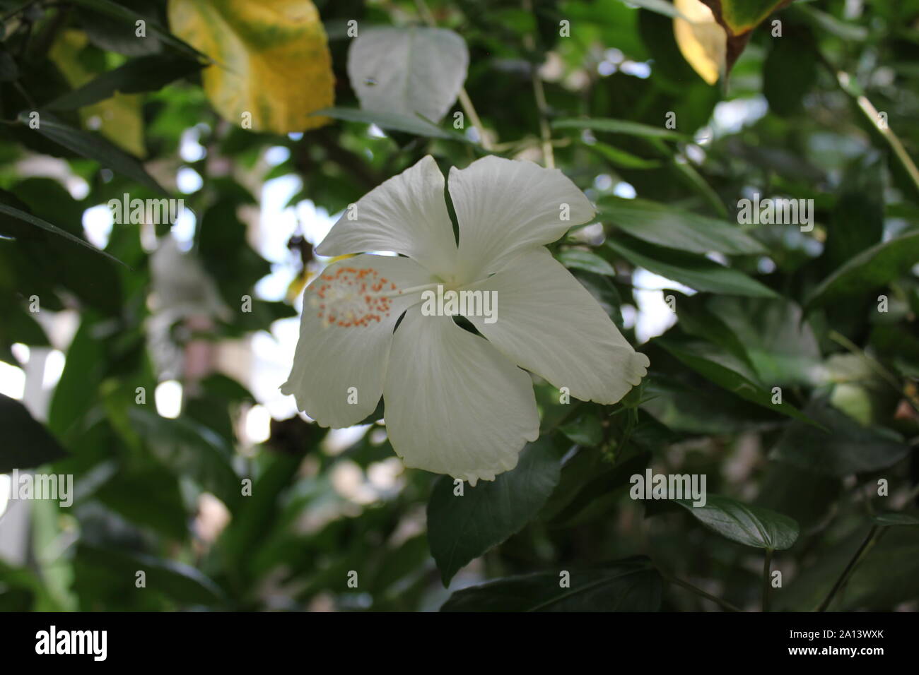 White hibiscus flower in full bloom, rose mallow, hardy hibiscus, rose of sharon, and tropical hibiscus, malvaceae. Stock Photo