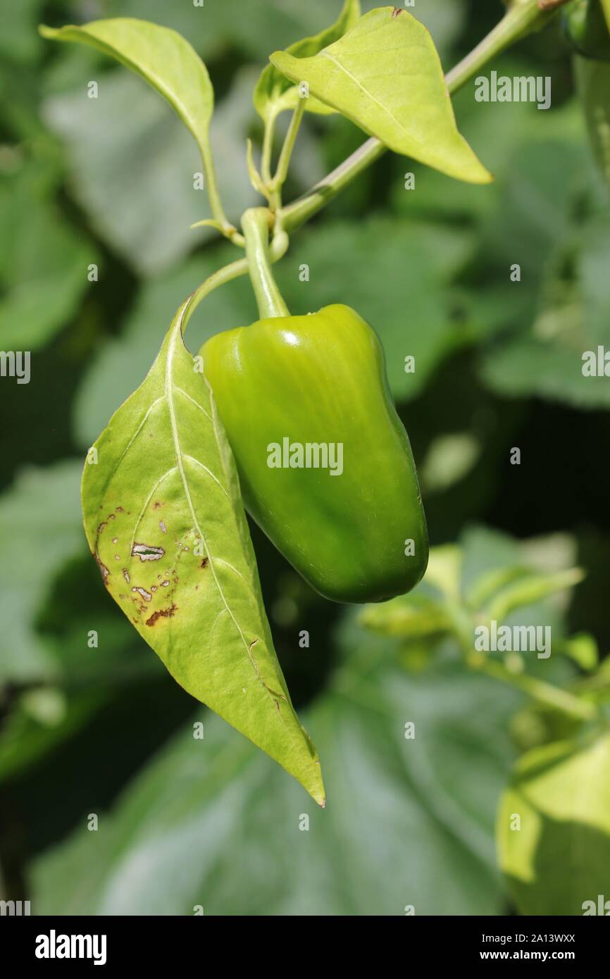Green pepper growing on the vine Stock Photo Alamy