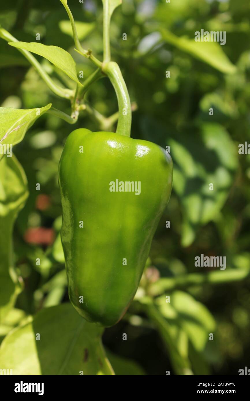 Green pepper growing on the vine Stock Photo Alamy